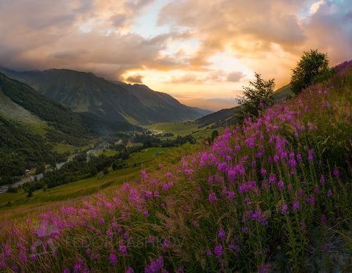 Цветёт иван-чай в горах Кавказа