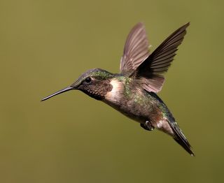 Рубиновогорлый колибри - Ruby-throated Hummingbird
