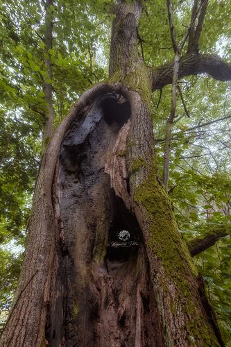 Tree - Scar after being struck by lightning