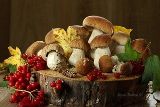 Грибочки на пенечке