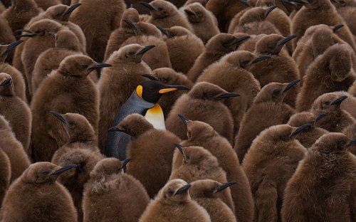 Занимательная Пингвинология