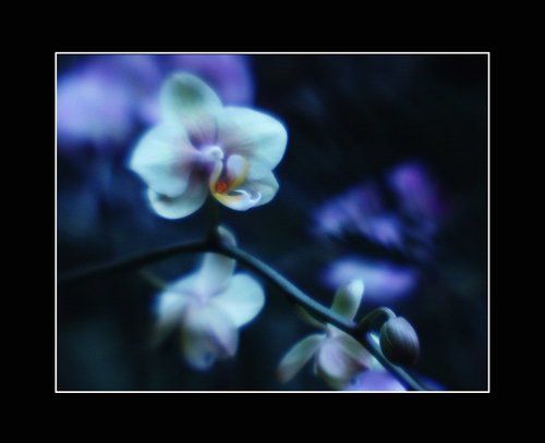 сон орхидеи