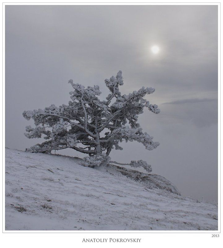 крым, горы, зима, море, сосна, облака, снег, солнце, анатолий покровский Солнца свет лунным серебром в дымке туманной преобразился. Всё лишь изменчивая видимость.photo preview