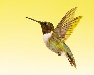 Рубиновогорлый колибри - Ruby-throated Hummingbird