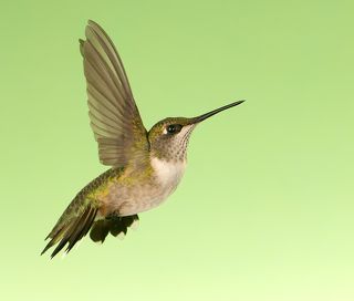 Самка. Рубиновогорлый колибри - Female Ruby-throated Hummingbird