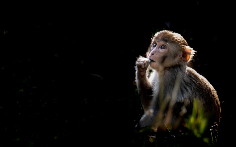 Monkey, rhesus macaque, wildlife,  juvenile, sundarban, mangroves, west bengal, india Innocence overloadphoto preview