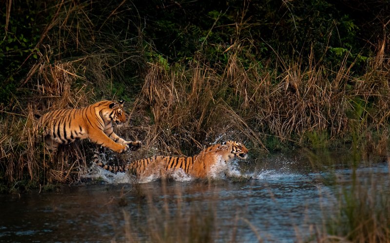 tiger tigress cubs juvenile subadultcubs subadult corbett leap jump action The Leap to Invigorationphoto preview