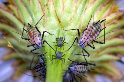 The tansy aphid (Macrosiphoniella tanacetaria) / Пижмовая тля (Macrosiphoniella tanacetaria) 