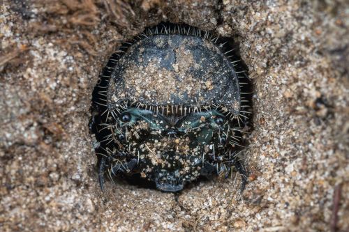 Portrait of a tiger beetle larva (Cicindela sp.) / Портрет личинки жука-скакуна (Cicindela sp.)