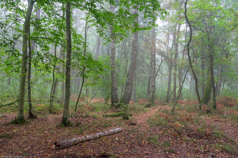 природа, осень, пейзаж, лес ***photo preview
