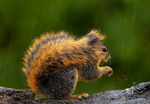 Fox Squirrel in rain. Лисья Белка