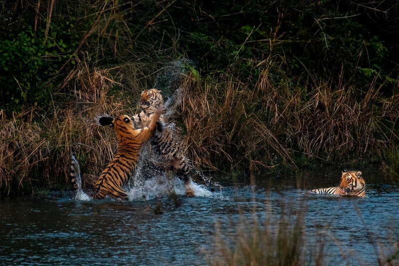 tiger tigress cubs subadult corbett india jump playfight fight play action drinking water The Playfight of Juvenilesphoto preview