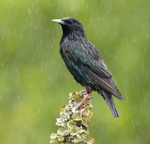Обыкновенный скворец - European Starling