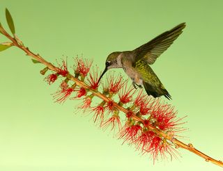Hummingbird flight. Колибри