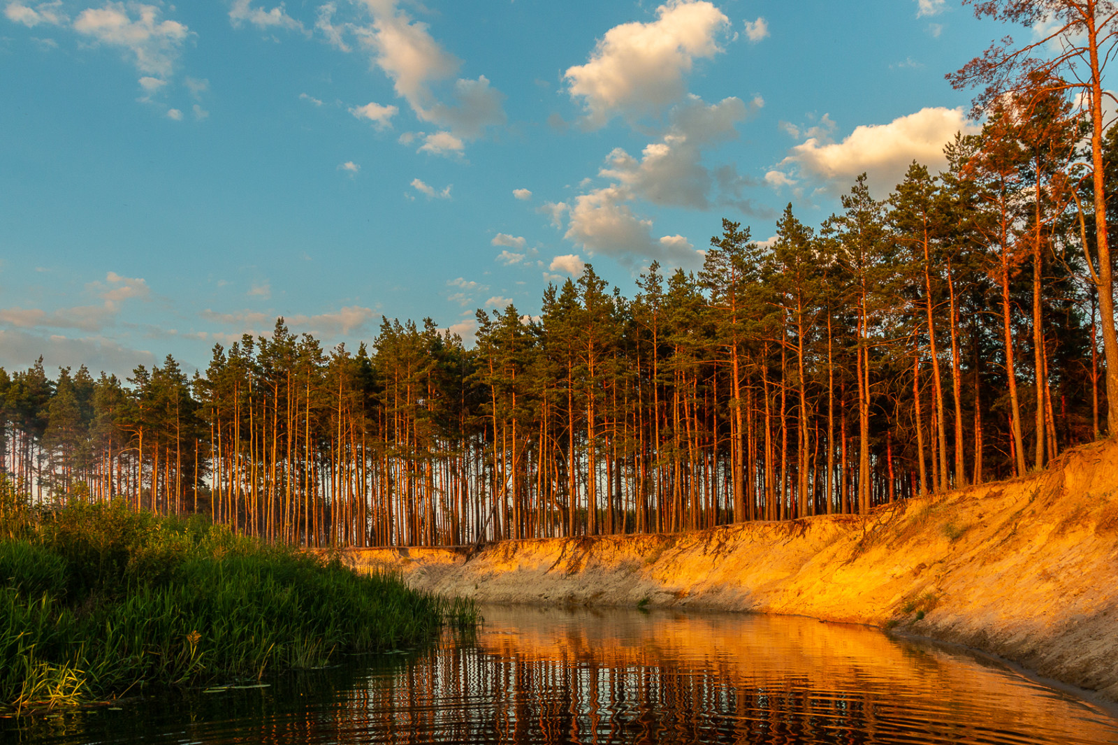 Воронежская природа. Усманка река Воронеж. Речка Усманка Воронеж. Воронеж лес Усманка. Сосновый лес река Липовка.