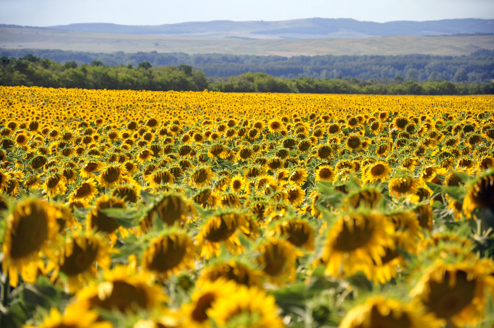 Подсолнечника какой климат. Масличные культуры подсолнечник. Листья подсолнуха. Семена подсолнечника limagrain 5555. Подсолнечник климатические условия.