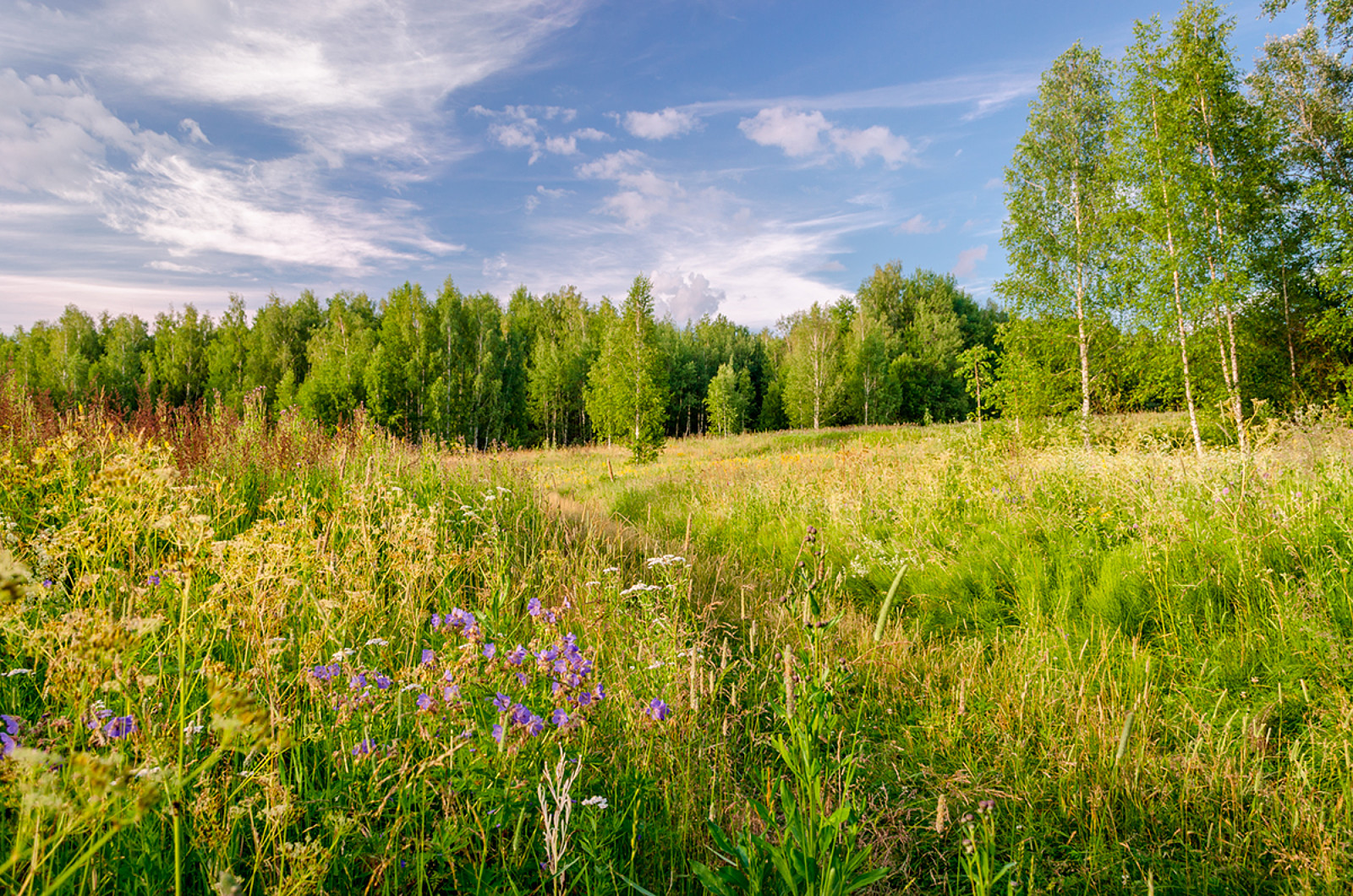 Орловская область сады. Природа Орловской обл. Красота природы Орловской области. Природа Орловского края. Пейзаж Орловского края.